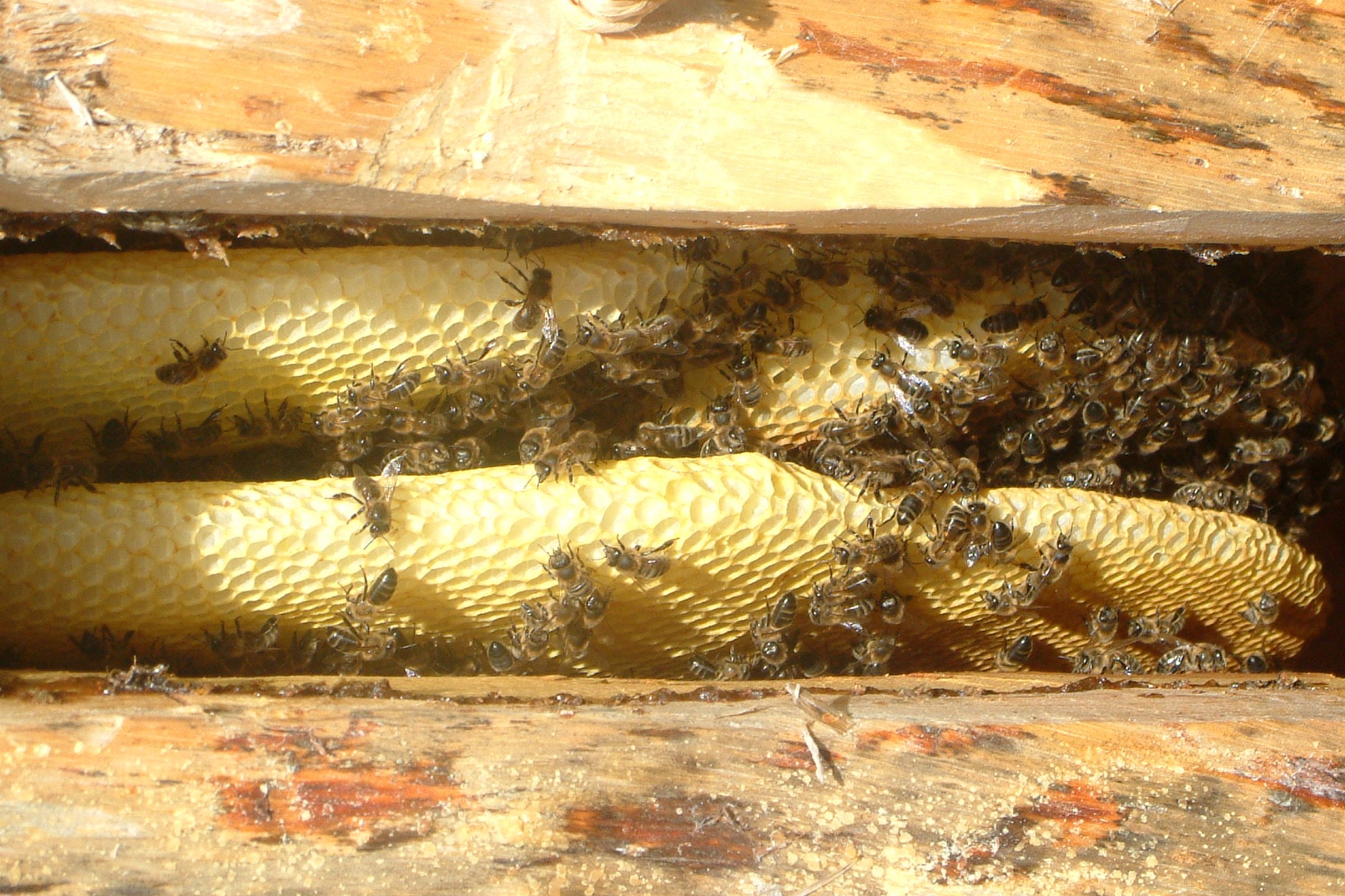 Iliustracija