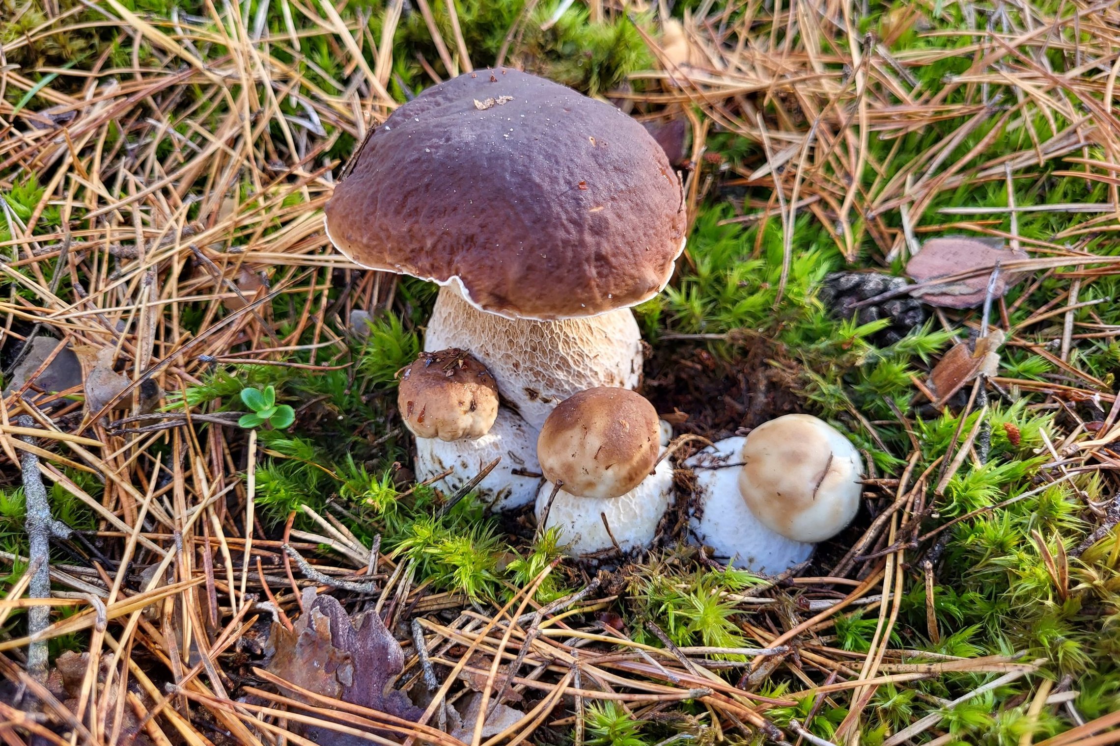 Iliustracija