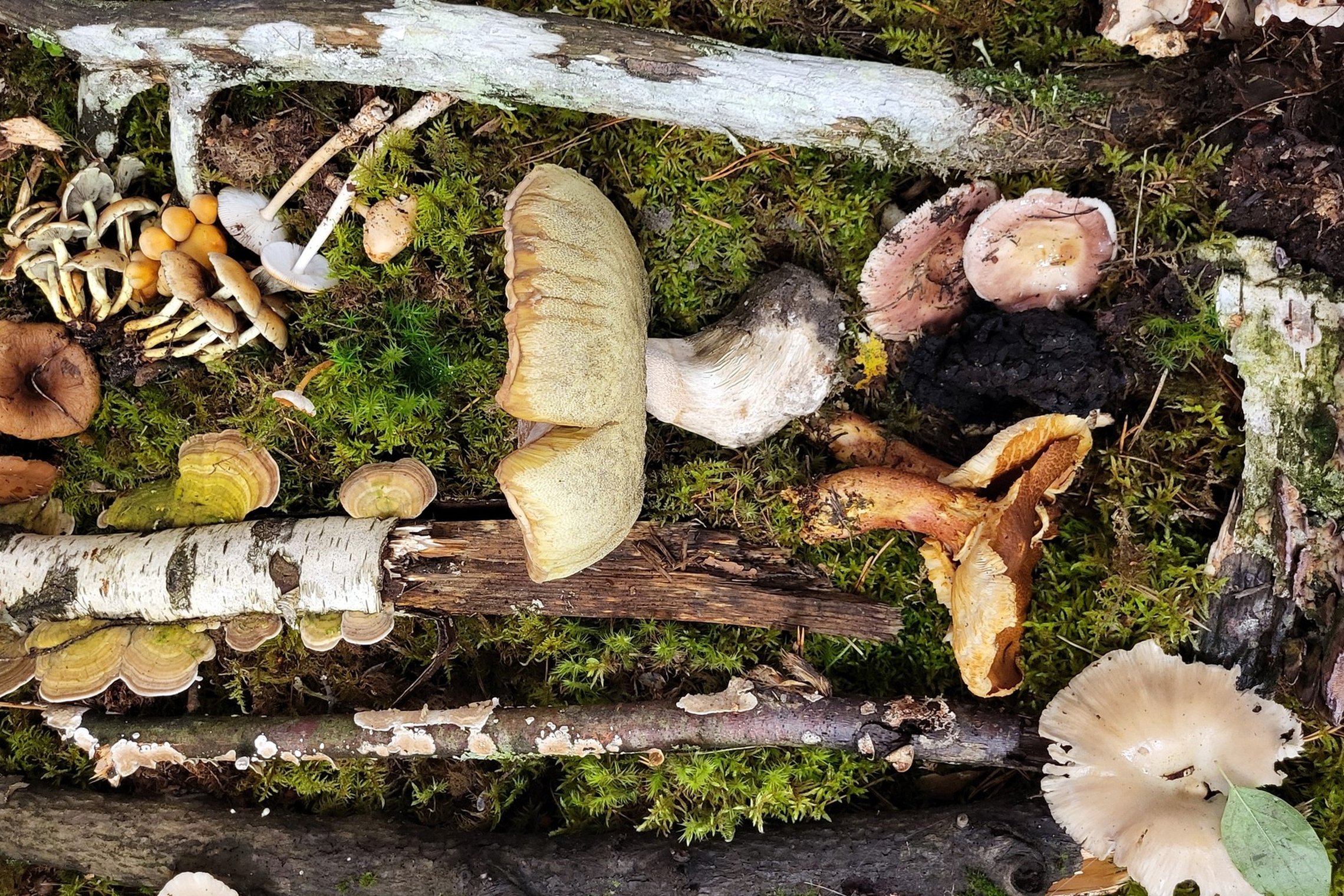 Iliustracija