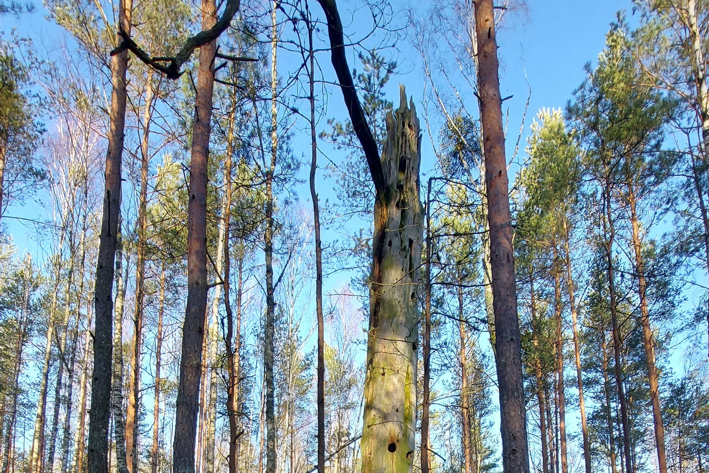 Iliustracija